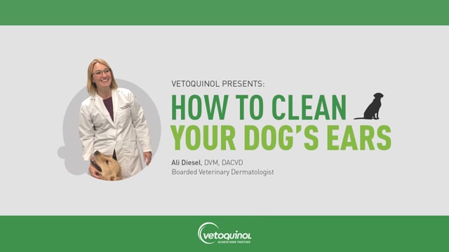 How To Clean Your Dog’s Ears - with Dr. Alison Diesel