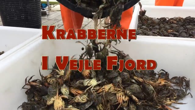 Krabberne i Vejle Fjord 2017