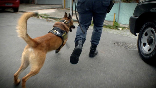 Hero Dogs Action Sequence 01