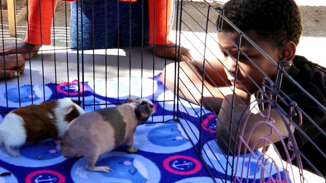 Guinea Pig Diaries Trailer