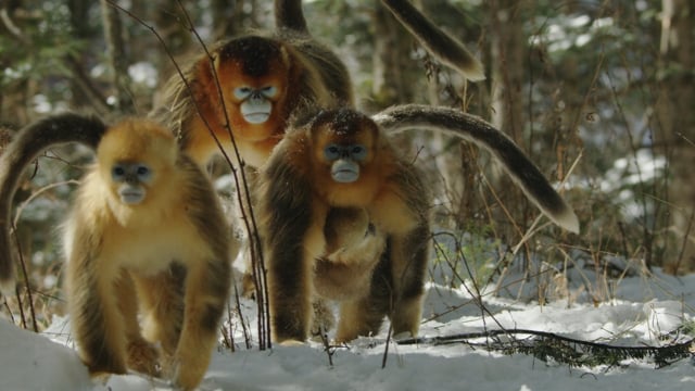 The Hidden Kingdoms of China PROMO NAT GEO