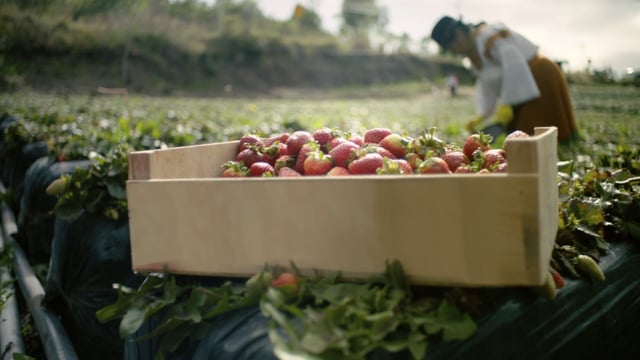 Banco Pichincha – Reactivación frutilla