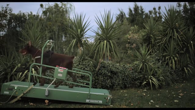 Washingtonia Short Film Trailer