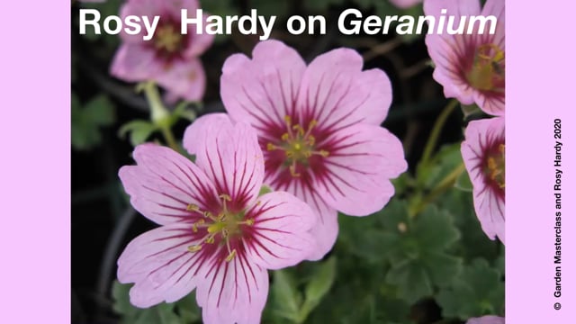 Rosy Hardy, Hardy Geraniums