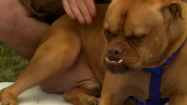 World's Ugliest Dog 2010 — Winner Profile