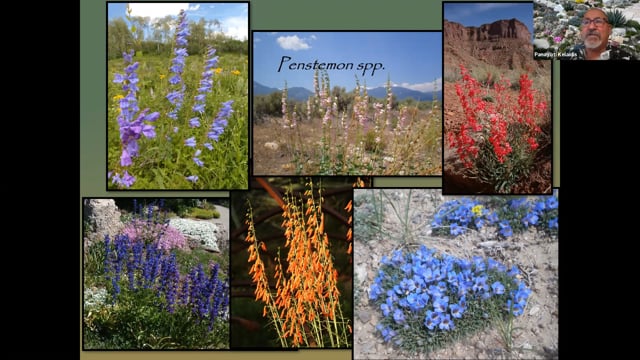 Panayoti Kelaides on Steppe