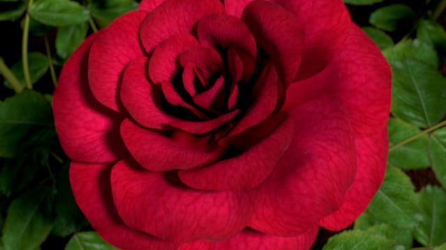 Phyllotactic Pattern video