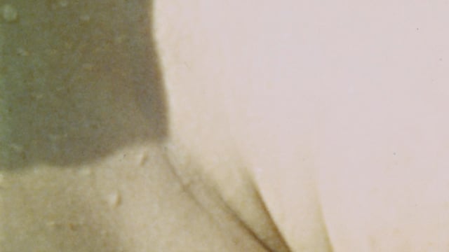 Lucina Annulata - excerpt