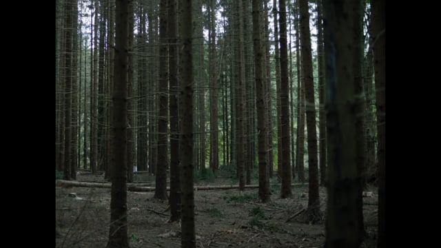 TRAILER Trecea un print calare / Along Came a Prince