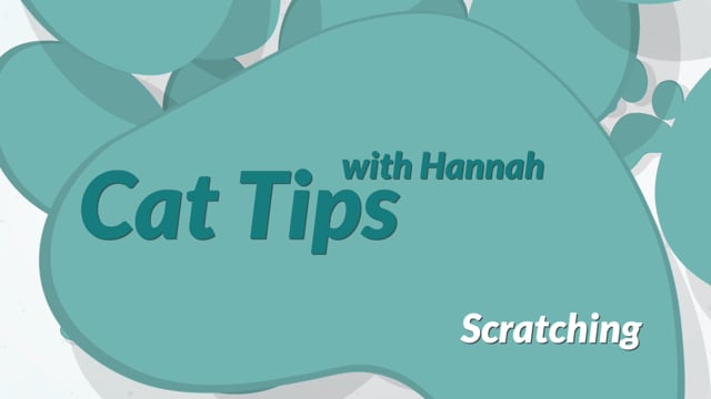 Cat Tips: Scratching