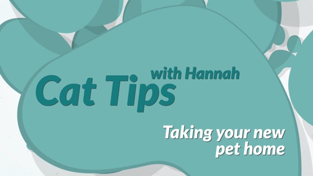Cat Tips: Taking your new cat home