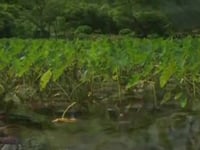 Malama i Ka 'Aina: Caring for the land
