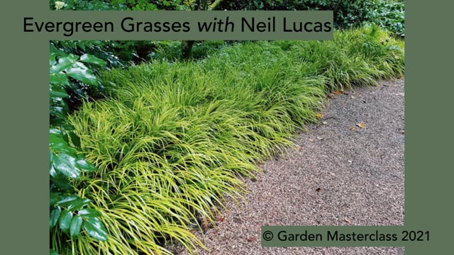 Neil Lucas on evergreen grasses