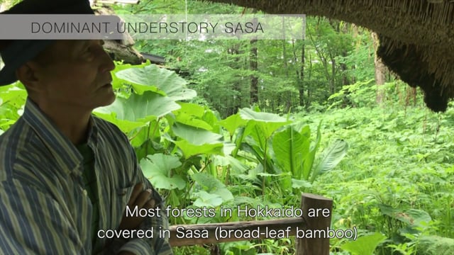 Renee Kemmerer – Woodland Wonders