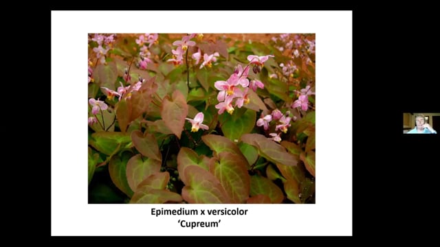 Sally Gregson – Epimediums and Friends