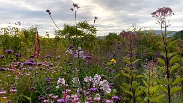 Jack Willgoss – Higher and higher; Tall Perennials