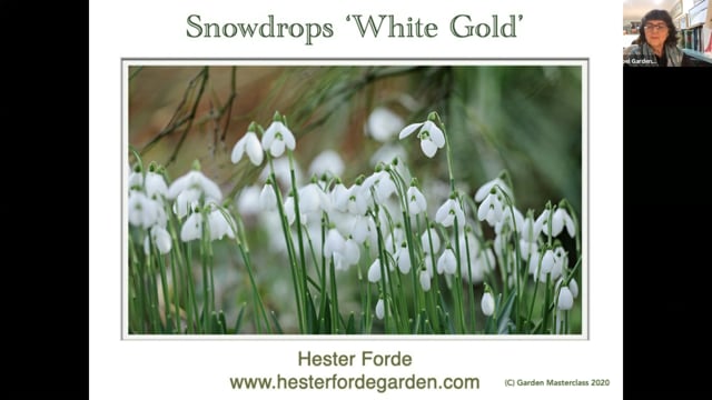 Hester Forde – Snowdrops
