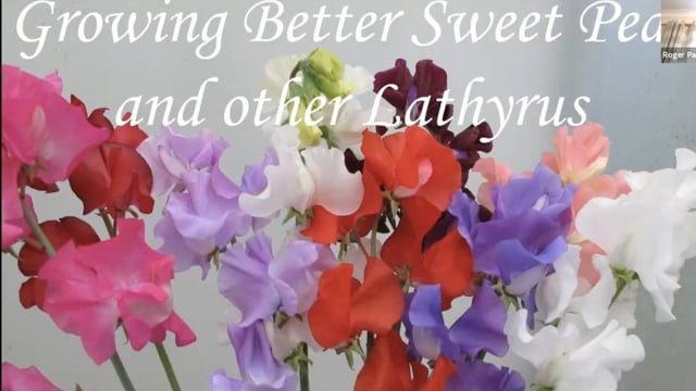 Roger Parsons – the Sweet Pea King