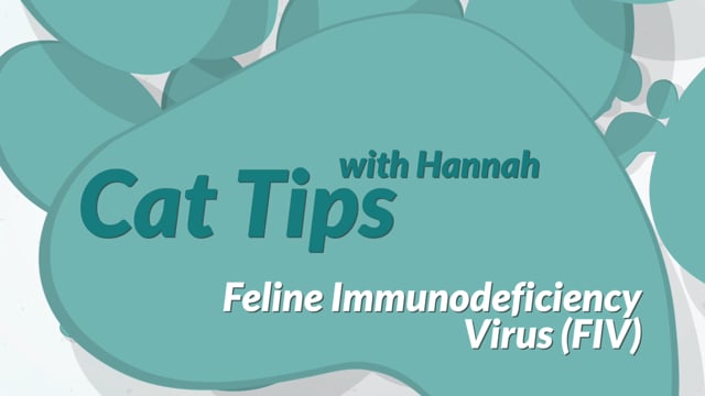 Cat Tips: Feline Immunodeficiency Virus