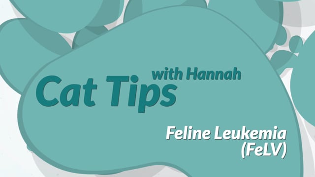 Cat Tips: Feline Leukemia