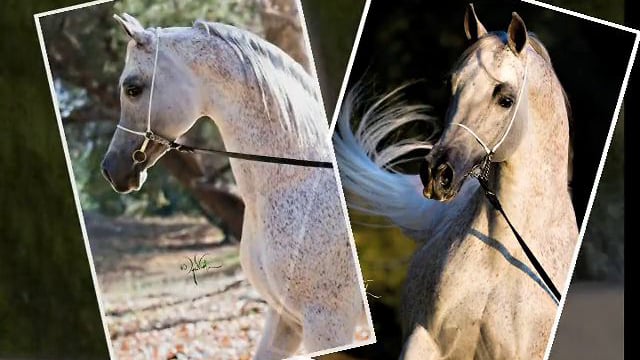 *Emigrant PASB by Scott Trees Media.