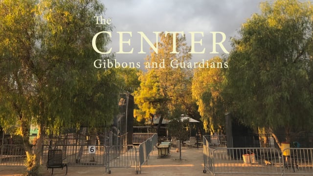 The CENTER: Gibbons and Guardians.  Trailer #2
