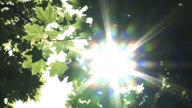 The Secret of Trees | Albert Maysles