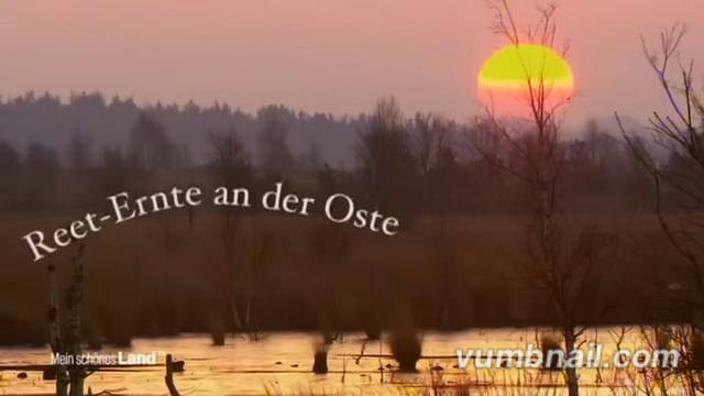 Reet-Ernte an der Oste – NDR