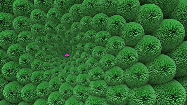 Phyllotactic Pattern video