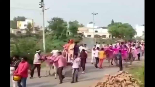 बैलगाडी शर्यतीला सर्वोच्च न्यायालयाकडून सशर्त परवानगीनंतर जल्लोष