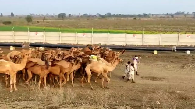 गुजरातमधून आलेले ५८ उंट तळेगाव दशासर पोलिसांच्या ताब्यात 