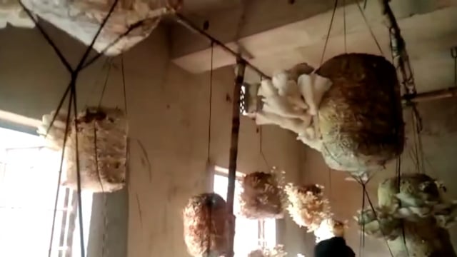 शमियता मठ के मार्गदर्शन में ग्रामीण कृषक कर रहे है मशरूम की उत्पादन