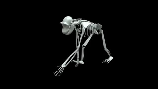 PETA Tech Video