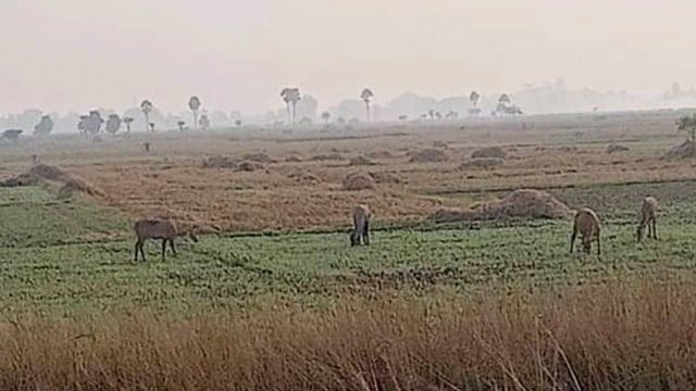 नारदीगंज के दर्जनों गांव में रवि फसलों को बर्बाद कर रही नीलगाय किसान परेशान