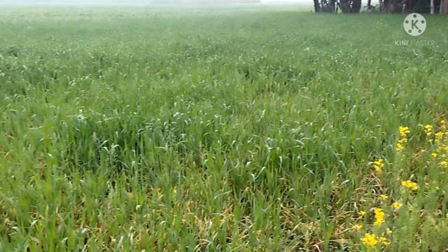 लगातार बढ़ी ठंड से गेहूं के फसल को पहुंच रहा लाभ अच्छी पैदावार होने की बन रहा आसार