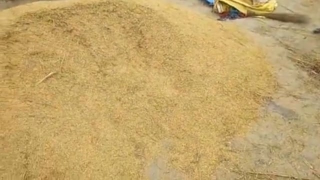 खलिहान से धान की चोरी।
