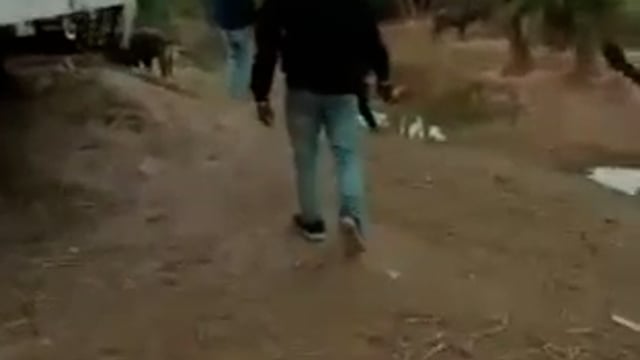 नगमा में दिल्ली की संस्था के द्वारा पकड़ा गया 28 मवेशियों, दो लोगों पर प्राथमिकी दर्ज। 