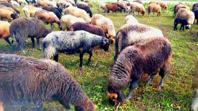 हसनगंज प्रखंड क्षेत्रों में चारा की तलाश में हजारों की संख्या में भेड़ों का आना हुआ शुरू
