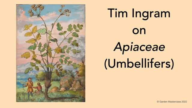 Tim Ingram on Apiaceae