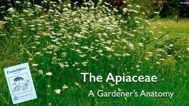 Tim Ingram on Apiaceae