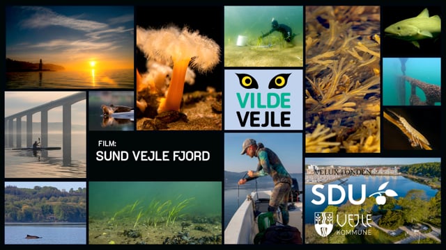 Havets biodiversitet, Vilde Vejle