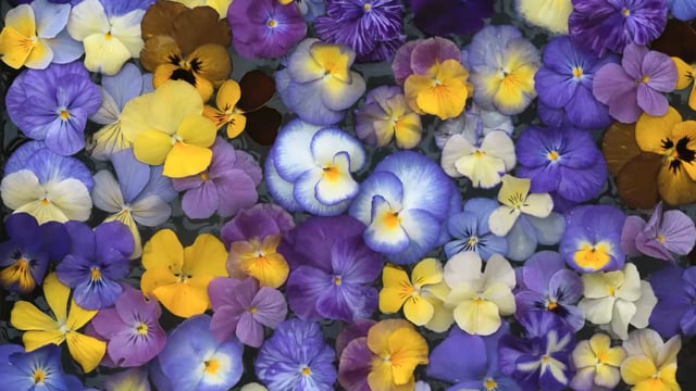 Jack Willgoss – Violas – From Posh Pansies to Border Stalwarts