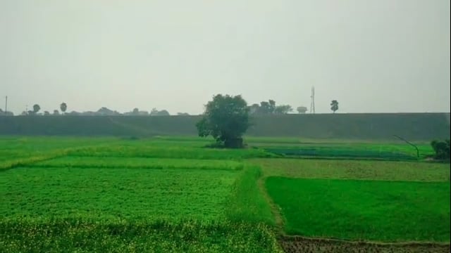 फिर से बिगड़ गया मौसम का मिजाज किसान हुए हताश दलहन फसल को होगा काफी नुकसान