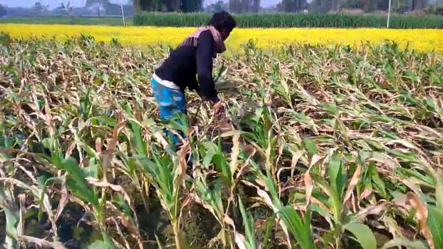 हसनगंज राजवाड़ा पंचायत के चांपी गांव में बारिश के कारण कई एकड़ में लगी मक्का की फसल हुई बर्बाद
