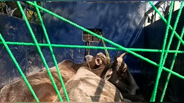 ग्रामीणों ने मवेशी लदे वाहन को पकड़कर पुलिस को सौंपा3