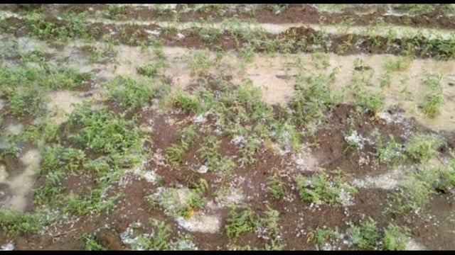 बे मौसम बरसात से किसान दुआ परेशान दवा छिड़काव के बाद भी नहीं जगी आस