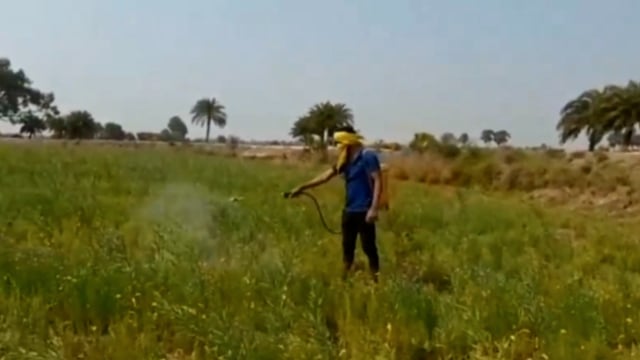 दलहन और तिलहन की फसल को कीड़े से बचाने के लिए किसान कर रहे दवा का छिड़काव।