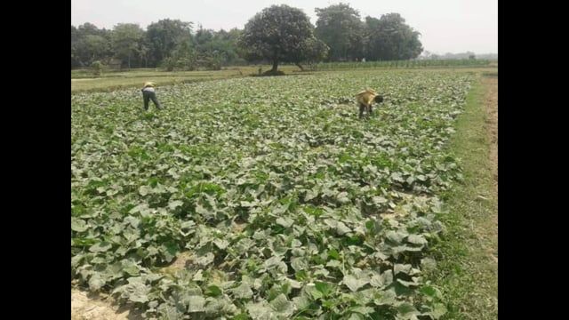 बेमौसम बारिश से प्रखंड के किसान की फसल हुई नष्ट उप प्रमुख ने अधिकारियों से लगाई गुहार