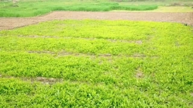 हरनौत: हरनौत में हो रही छिटपुट बारिश पर प्रखंड कृषि पदाधिकारी ने कहा- अगले 24 घंटे में और हो सकती है बारिश