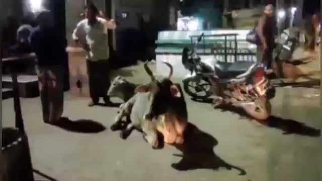 जालौन,कोंच:-अन्ना जानवरों से बड़ा दुर्घटना का अंदेशा बीच सड़क पर स्वच्छंद विचरण कर रहे अन्ना जानवर